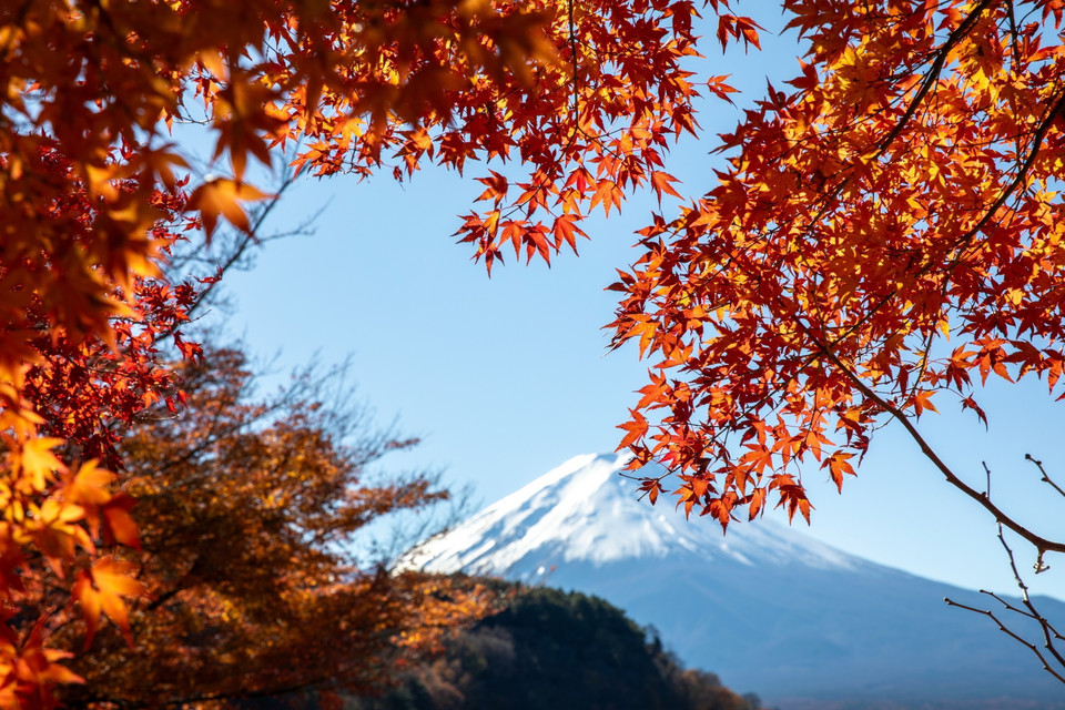 Tán cây phong bên bờ hồ Kawaguchi. (Ảnh: Xuân Giao/TTXVN)