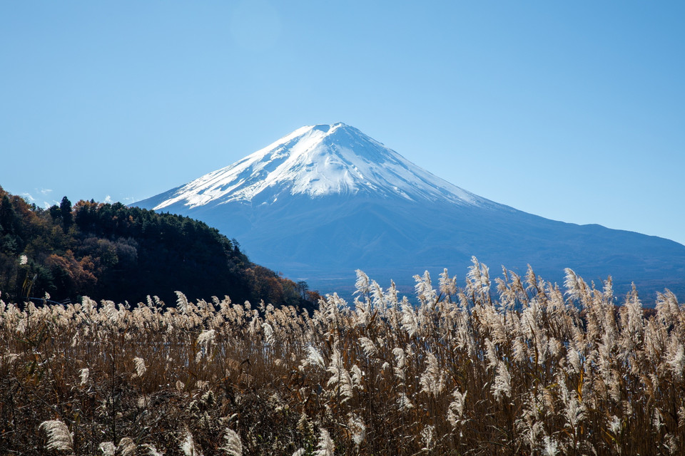 Vườn lau bên bờ hồ Kawaguchi - hồ lớn thứ hai trong "Ngũ hồ Phú Sĩ." (Ảnh: Xuân Giao/TTXVN)