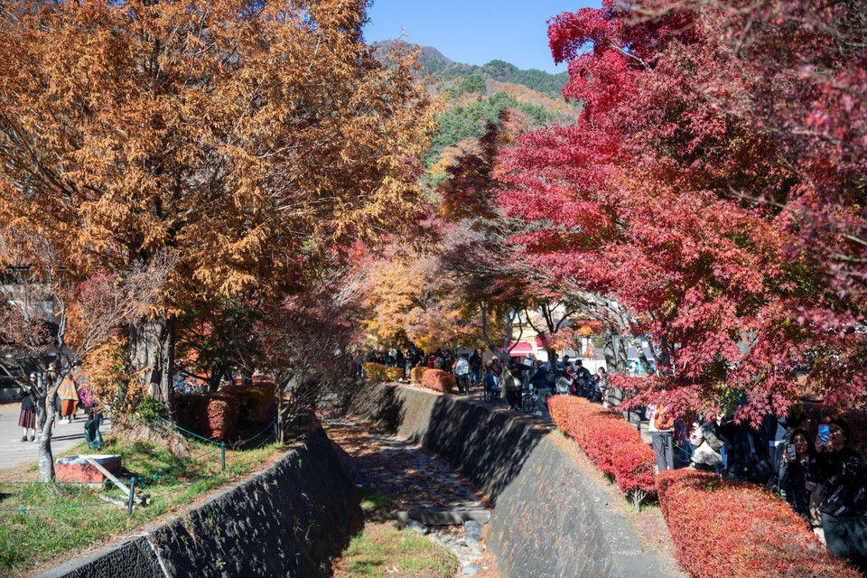 Khách du lịch thưởng thức cảnh đẹp dưới "Đường hầm lá đỏ" bên hồ Kawaguchi. (Ảnh: Xuân Giao/TTXVN)