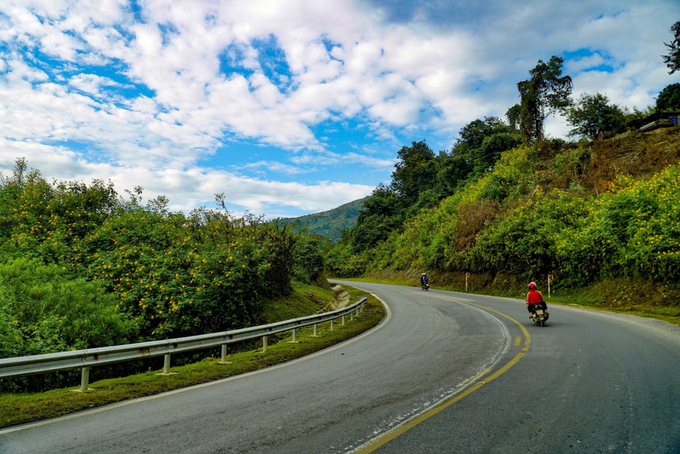 Hoa dã quỳ bung nở hai bên đường Quốc lộ 279. (Ảnh: Xuân Tư/TTXVN)