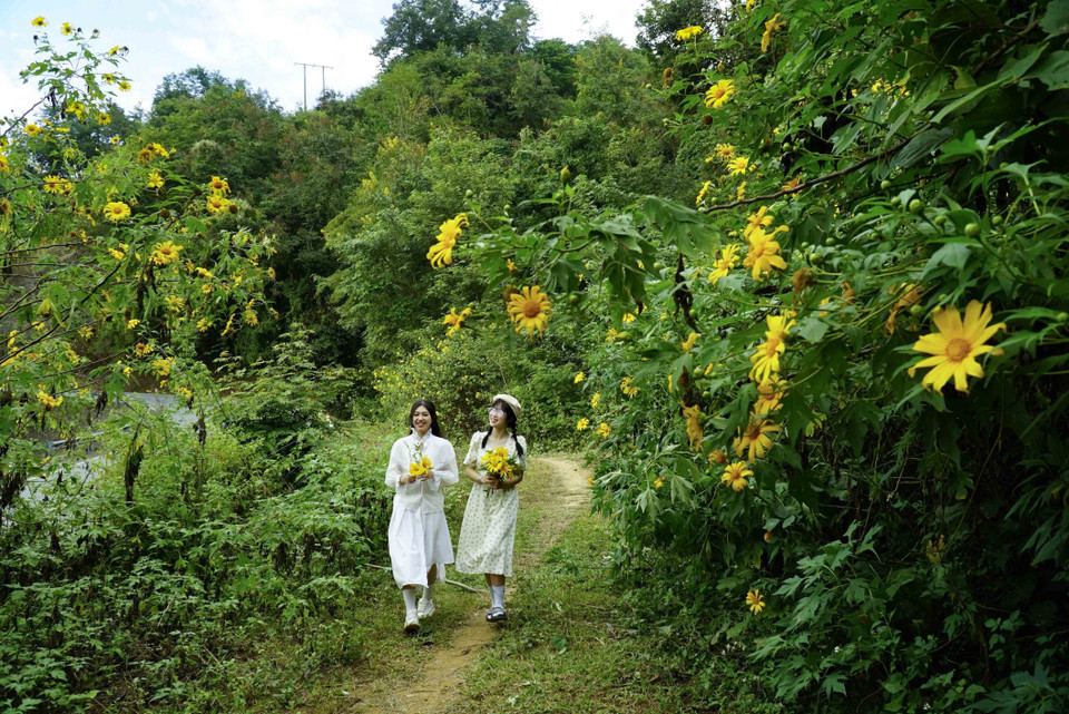 Hiện đang là thời điểm dã quỳ bung nở rực rỡ nhất, nhuộm vàng khắp các triền đồi núi, những cung đường cũng trở nên thơ mộng hơn. (Ảnh: Xuân Tư/TTXVN)