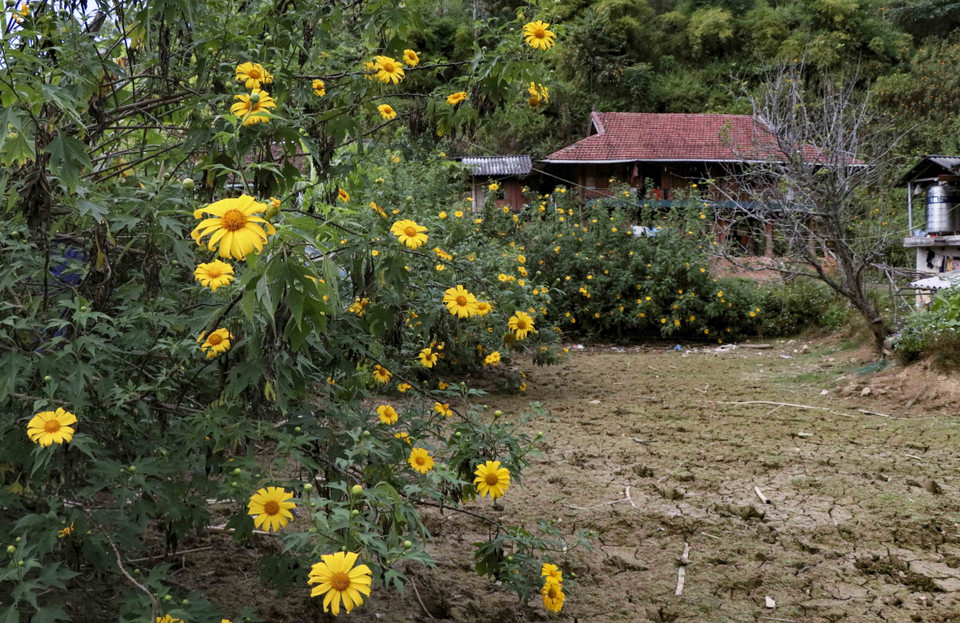 Hoa dã quỳ bung nở bên những nếp nhà của người dân. (Ảnh: Xuân Tư/TTXVN)