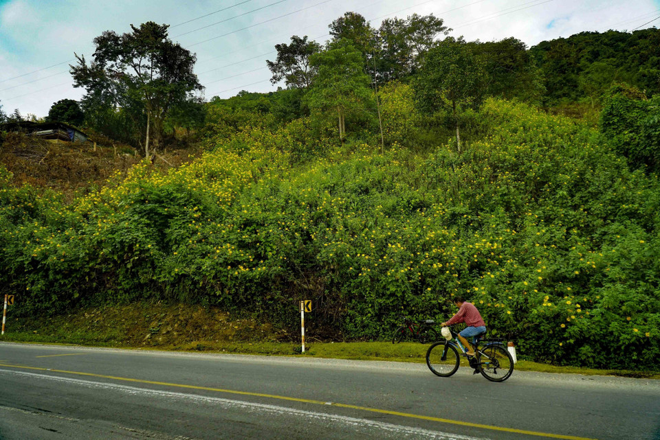 Những vạt hoa dã quỳ rực vàng trên những cung đường thân quen. (Ảnh: Xuân Tư/TTXVN)