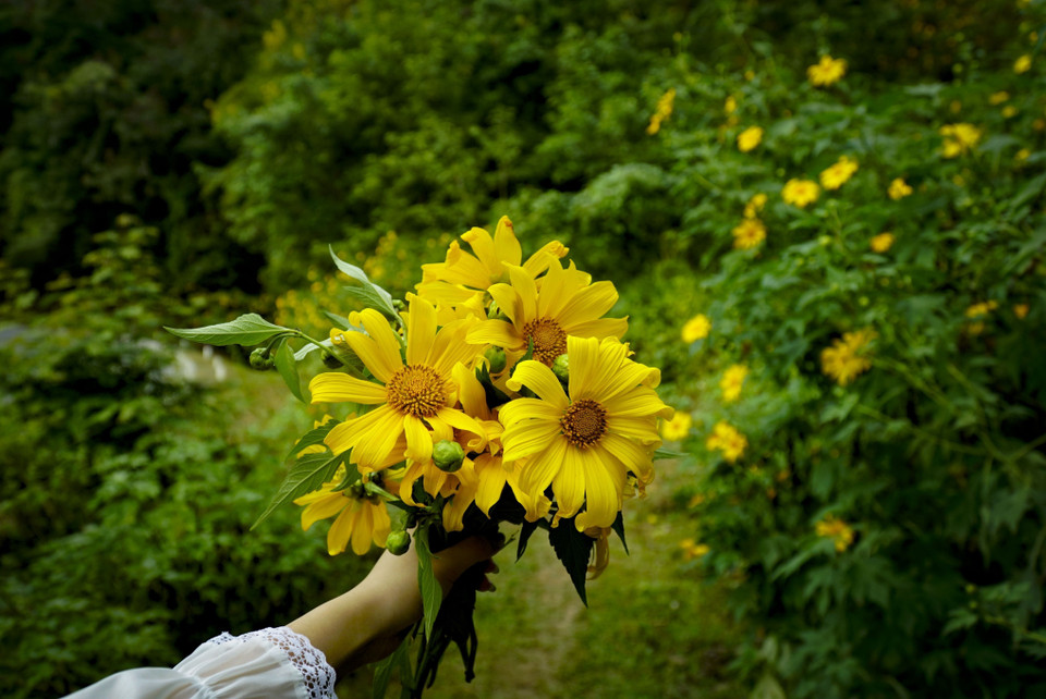 Những bông hoa dã quỳ khoe sắc. (Ảnh: Xuân Tư/TTXVN)