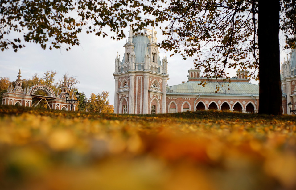  Ánh nắng phản chiếu màu vàng óng ánh của lá Bạch dương trên thảm cỏ xanh. (Ảnh: Hiếu Trần/Vietnam+)