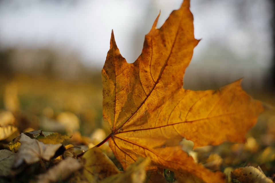 Lá phong gọi về mùa Thu vàng của nước Nga với nhiều cảm xúc xao xuyến. (Ảnh: Hiếu Trần/Vietnam+)