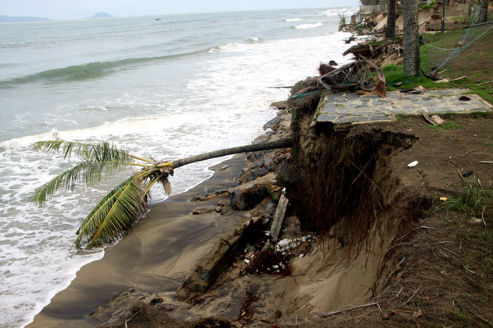 Bãi tắm Cửa Đại nhiều đoạn bị xâm thực nghiêm trọng. (Ảnh: Trịnh Bang Nhiệm/TTXVN)