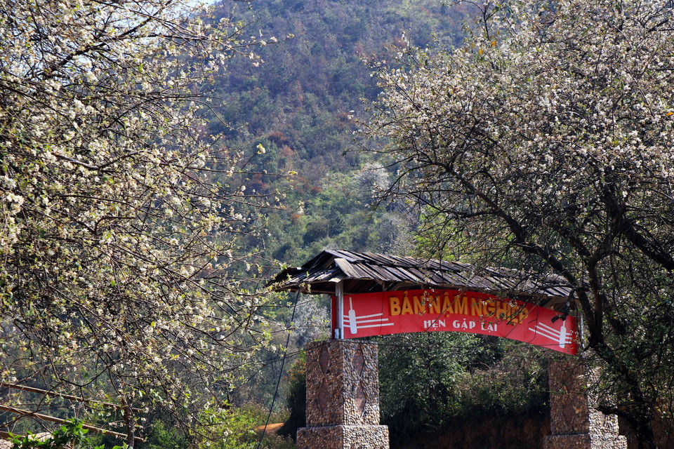  Bản vùng cao Nậm Nghiệp, xã Ngọc Chiến, huyện Mường La, tỉnh Sơn La, ngập tràn trong sắc hoa sơn tra. (Ảnh: Hữu Quyết/TTXVN)