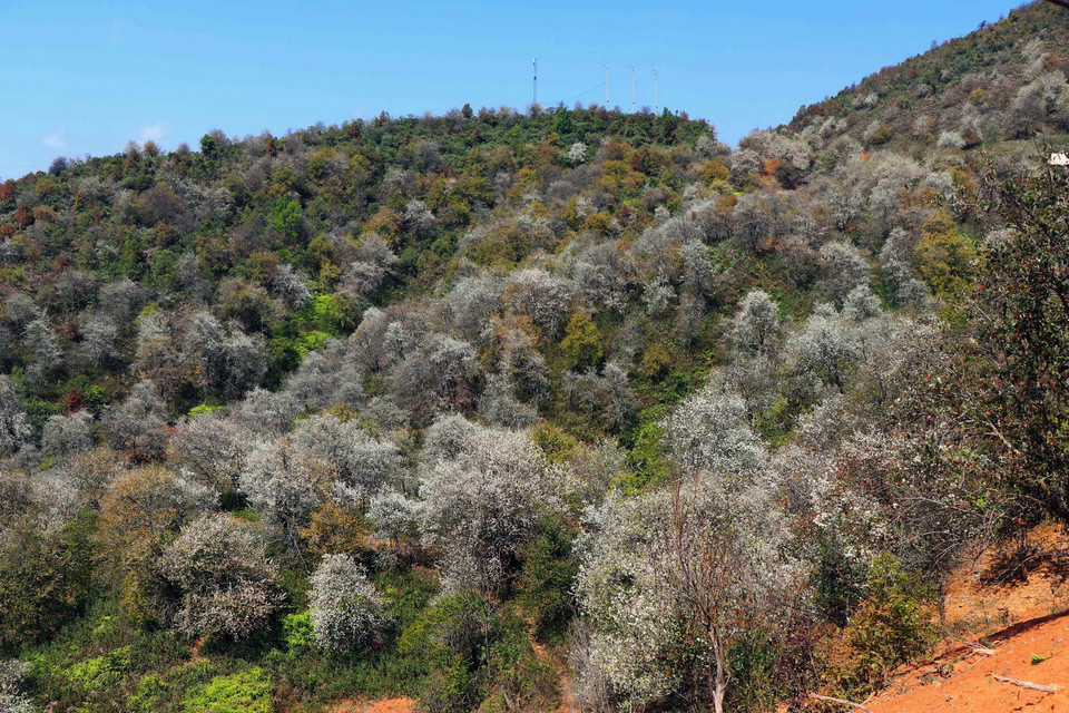 Hoa sơn tra nở trắng rừng ở vùng núi cao Sơn La. (Ảnh: Hữu Quyết/TTXVN)