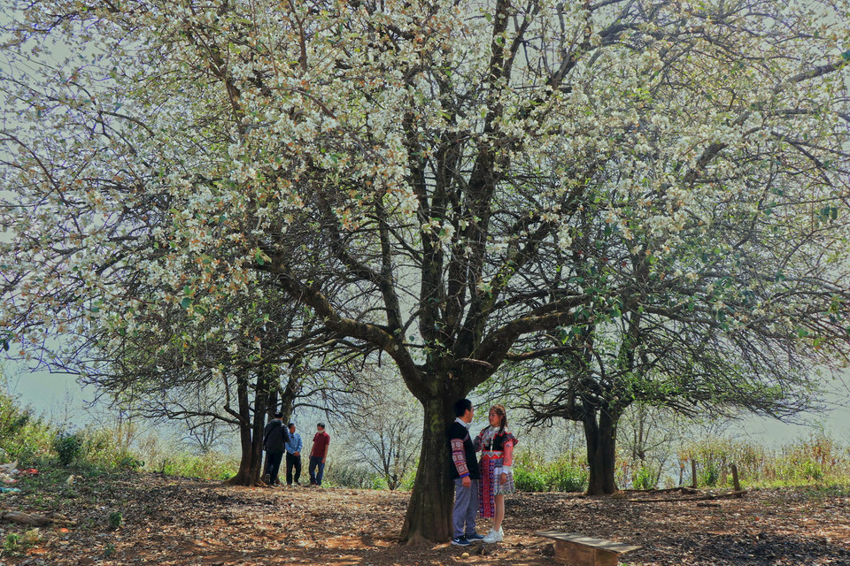  Mùa hoa sơn tra nở rộ thu hút du khách đến trải nghiệm, khám phá. (Ảnh: Hữu Quyết/TTXVN)