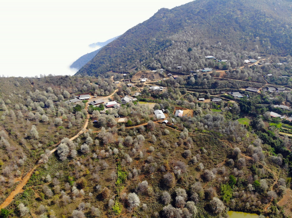 Cây sơn tra là cây đa mục tiêu, vừa tăng độ che phủ của rừng, vừa mang lại nguồn lợi từ thu nhập cho bà con ở Nậm Nghiệp. (Ảnh: Hữu Quyết/TTXVN)