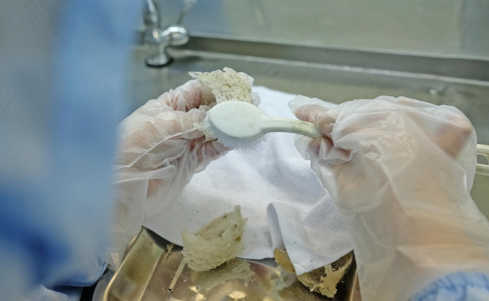 Sơ chế tổ yến thô trước khi được đưa đi chế biến thành các sản phẩm của yến sào. (Ảnh: Nguyễn Dũng/TTXVN)