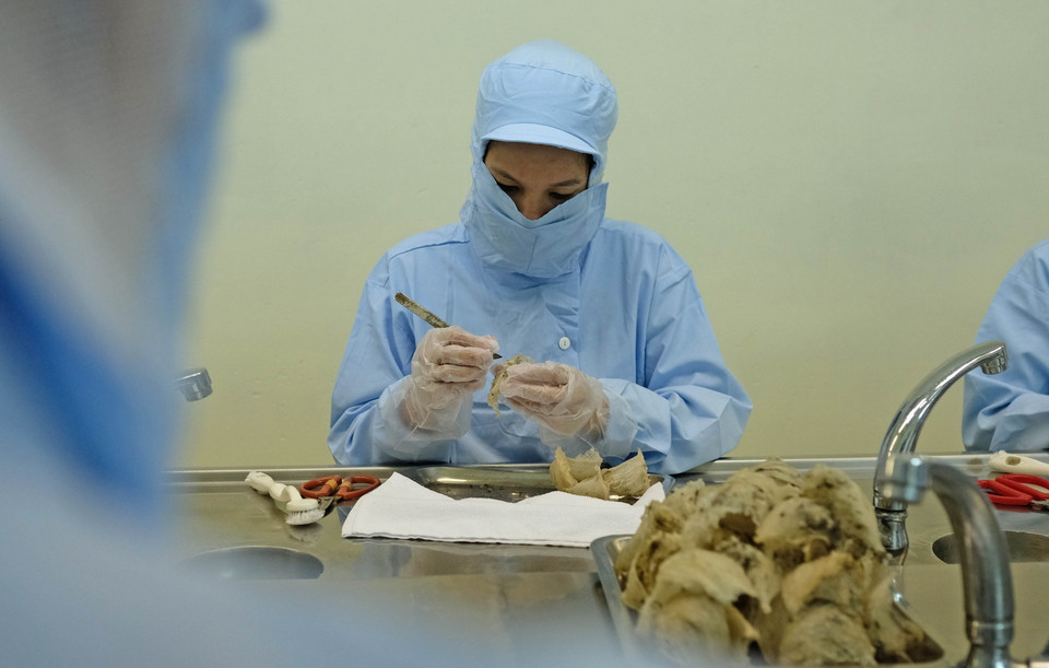 Công đoạn nhặt lông cho tổ yến tinh chế. (Ảnh: Nguyễn Dũng/TTXVN)