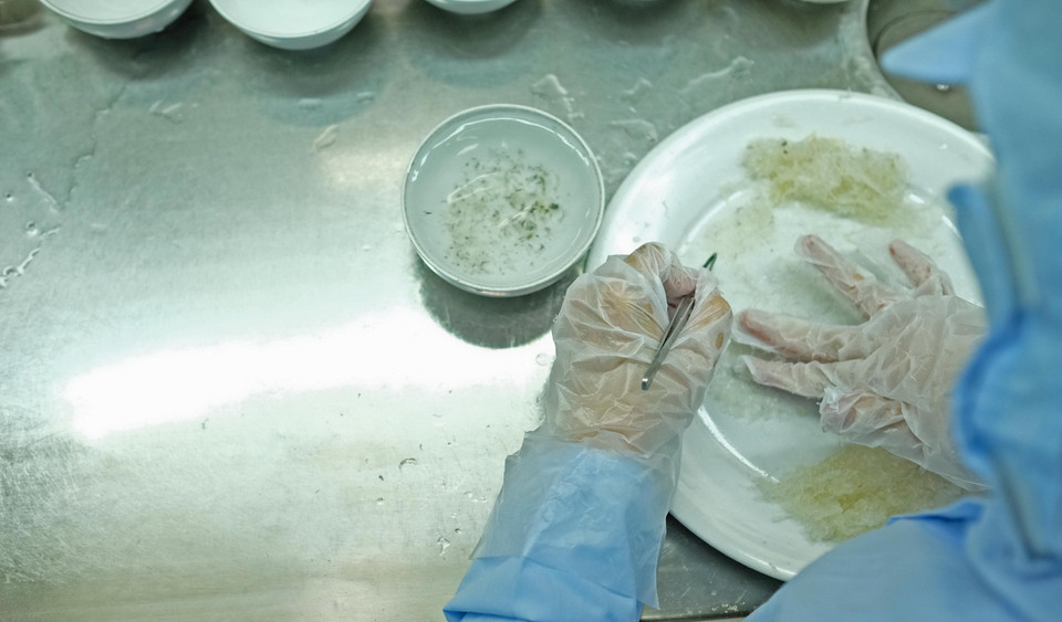 Công đoạn nhặt lông cho tổ yến tinh chế. (Ảnh: Nguyễn Dũng/TTXVN)