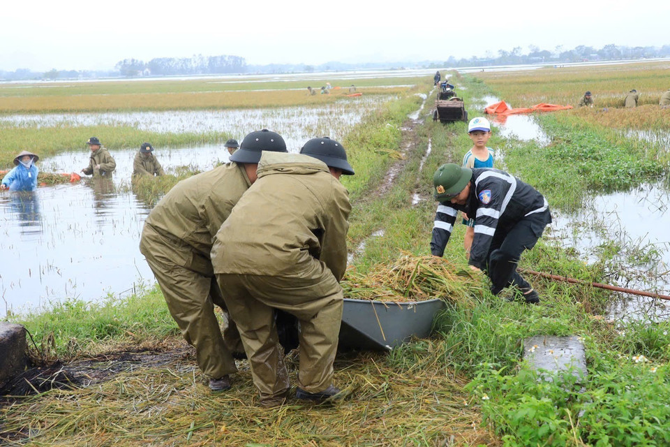 Cán bộ, chiến sỹ Cảnh sát Cơ động giúp dân thu hoạch diện tích lúa bị ngập nước do ảnh hưởng của cơn bão số 3 tại xã Mỹ Lương, huyện Chương Mỹ. (Ảnh: TTXVN)