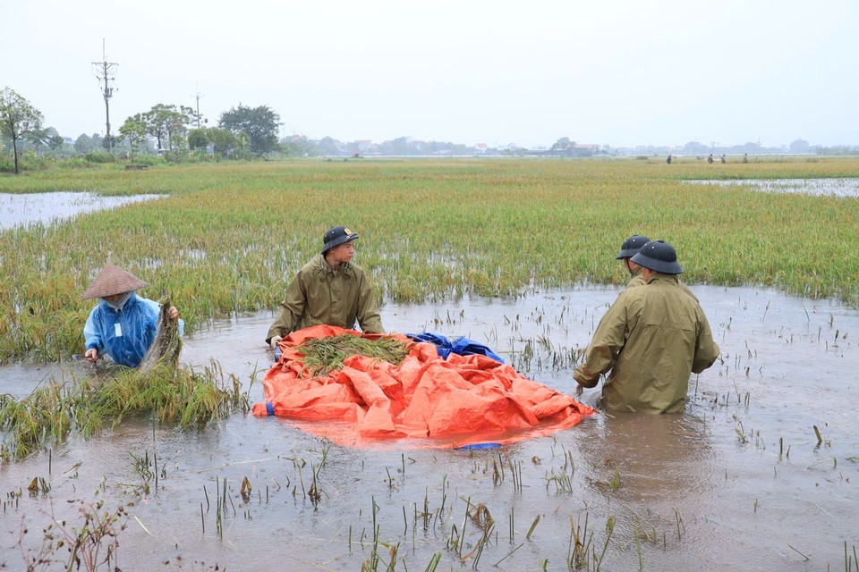 Cán bộ, chiến sỹ Cảnh sát Cơ động giúp dân thu hoạch lúa. (Ảnh: TTXVN)