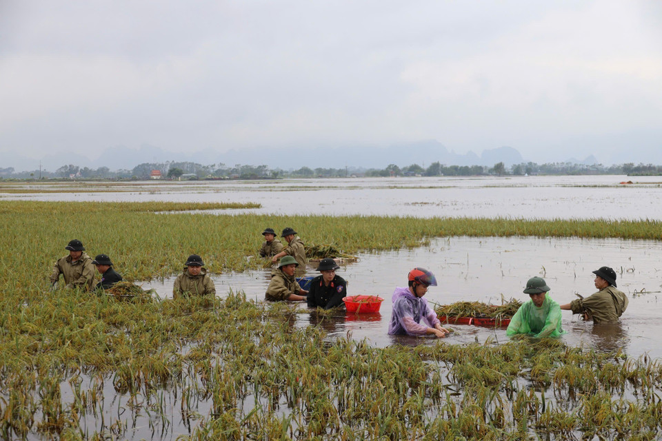 Cán bộ, chiến sỹ Cảnh sát Cơ động dầm mình dưới nước giúp dân thu hoạch lúa bị ngập. (Ảnh: TTXVN)
