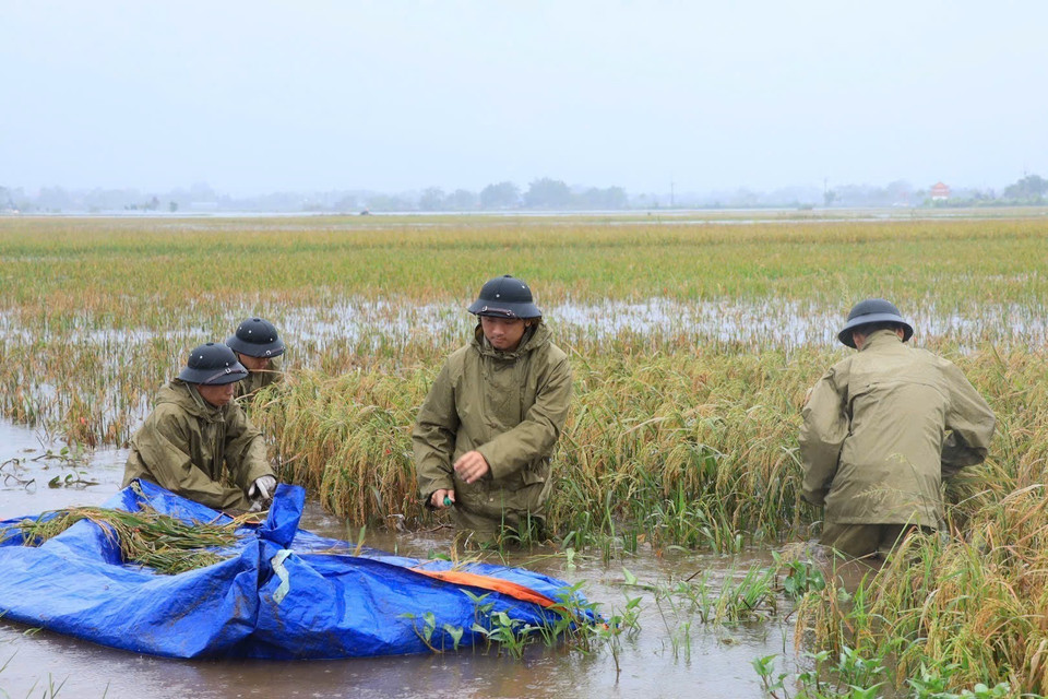 Do ảnh hưởng của cơn bão số 3, trên địa bàn huyện Chương Mỹ có 1.793ha lúa bị ngập, 414ha ngô và rau màu, 775ha cây ăn quả bị ảnh hưởng... (Ảnh: TTXVN)