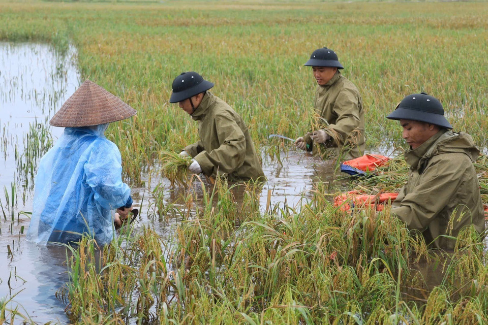 Cán bộ, chiến sỹ Cảnh sát Cơ động giúp dân thu hoạch diện tích lúa bị ngập nước do ảnh hưởng của cơn bão số 3 tại xã Mỹ Lương, huyện Chương Mỹ. (Ảnh: TTXVN)
