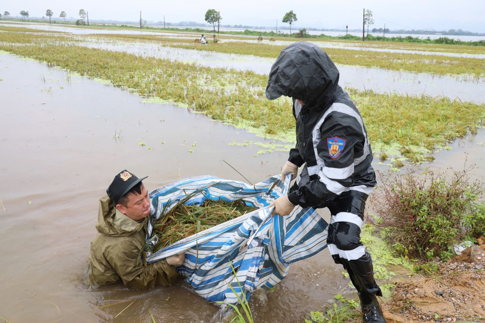 Bão số 3 đã gây thiệt hại nặng nề cho người dân xã Mỹ Lương, huyện Chương Mỹ. (Ảnh: TTXVN)