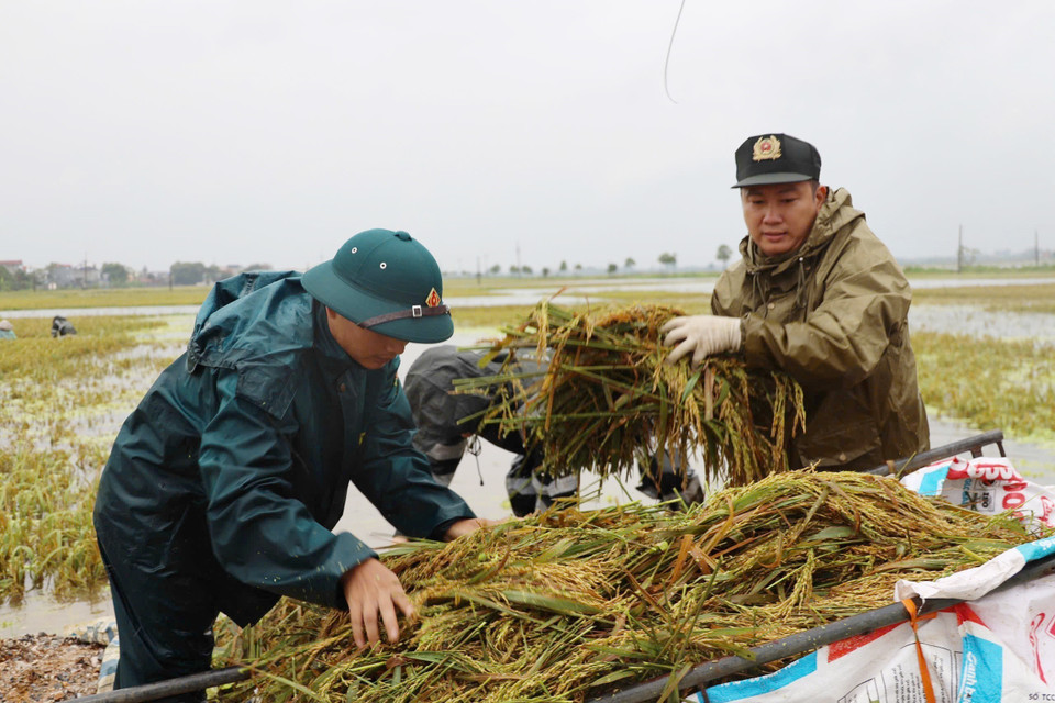 Ngày 22/9, hơn 100 cán bộ, chiến sỹ thuộc Trung tâm Huấn luyện bồi dưỡng nghiệp vụ và Giáo dục nghề nghiệp 1 (Bộ Tư lệnh Cảnh sát Cơ động, Bộ Công an) ra quân giúp người dân huyện Chương Mỹ (Hà Nội) thu hoạch những diện tích lúa bị ngập nước do ảnh hưởng của cơn bão số 3. (Ảnh: TTXVN)
