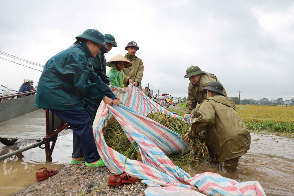 100 cán bộ, chiến sỹ ra quân giúp dân thu hoạch diện tích lúa. (Ảnh: TTXVN)