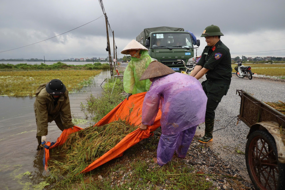 Cán bộ, chiến sỹ giúp dân thu hoạch diện tích lúa bị ngập nước. (Ảnh: TTXVN)