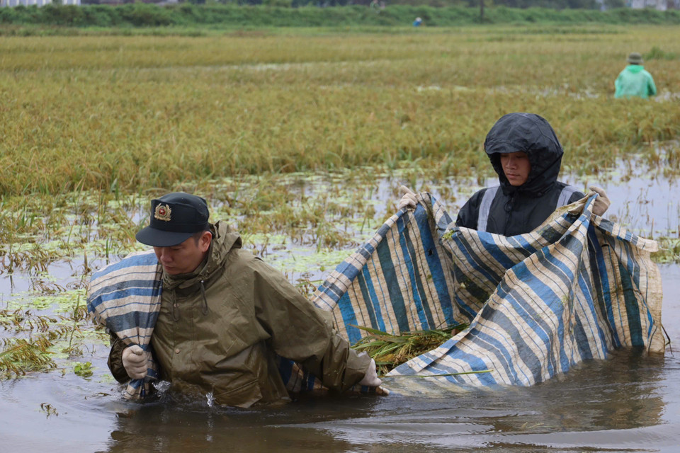 Cán bộ, chiến sỹ Cảnh sát Cơ động không quản ngại khó khăn, giúp dân thu hoạch diện tích lúa bị ngập nước. (Ảnh: TTXVN)