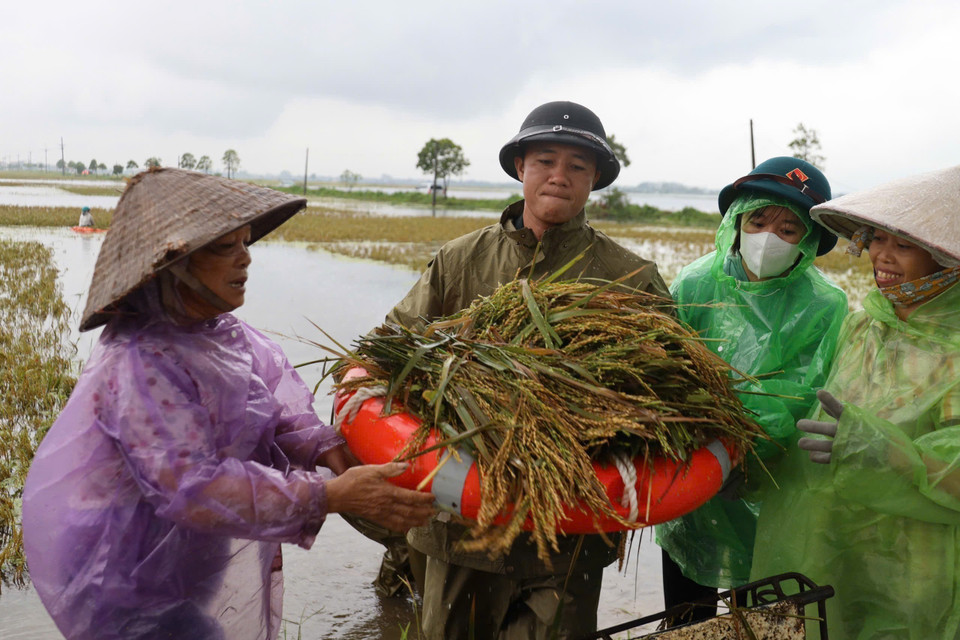 Cán bộ, chiến sỹ giúp dân thu hoạch diện tích lúa bị ngập nước do ảnh hưởng của cơn bão số 3 tại xã Mỹ Lương, huyện Chương Mỹ. (Ảnh: TTXVN)