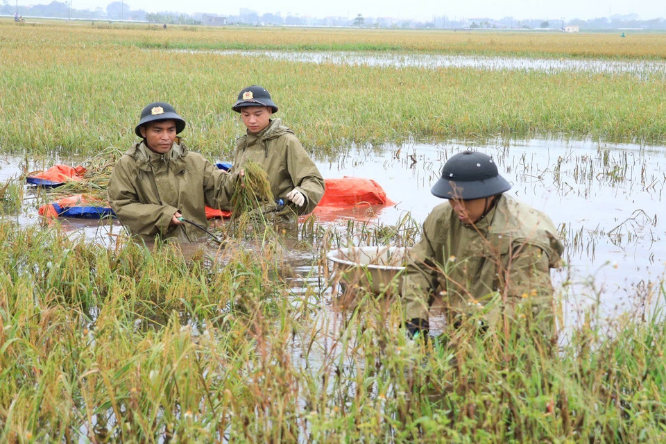 Thu hoạch diện tích lúa bị ngập nước do ảnh hưởng của cơn bão số 3 tại xã Mỹ Lương, huyện Chương Mỹ. (Ảnh: TTXVN)
