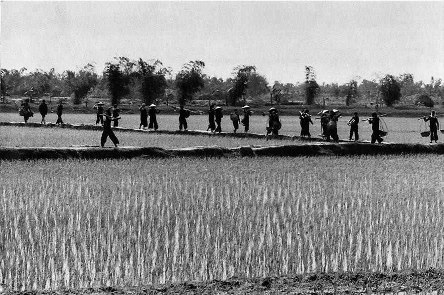 Từ những năm 1960-1975, khắp miền Bắc dấy lên các phong trào thi đua lao động, sản xuất với khí thế sôi nổi. Từ thành thị đến nông thôn, từ miền xuôi đến miền ngược, khí thế hăng say lao động, sản xuất đã trở thành một cao trào lôi cuốn hàng triệu phụ nữ, nông dân, công nhân, bác sỹ trên toàn miền Bắc tham gia. Trong ảnh: Tỉnh Thái Bình là một vựa lúa quan trọng của miền Bắc Việt Nam thời kháng chiến chống Mỹ. (Ảnh: TTXVN)