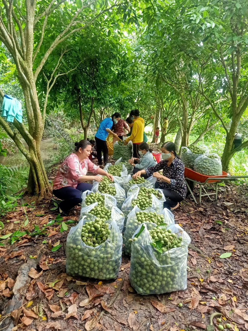 Hội Phụ nữ thành phố Cần Thơ chung tay hỗ trợ nông dân tiêu thụ nông sản. Hoạt động này nhằm giúp nông dân mở rộng đầu ra cho nông sản trong bối cảnh nông sản vào chính vụ thu hoạch nhưng bị khó khăn đầu ra do ảnh hưởng của dịch COVID-19. (Ảnh: Ánh Tuyết/TTXVN)