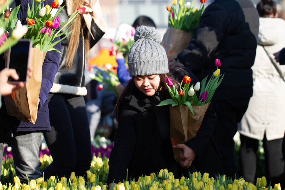 Du khách chọn hoa tại Ngày hoa Tulip quốc gia lần thứ 10 ở Quảng trường Bảo tàng thủ đô Amsterdam. (Ảnh: THX/TTXVN)
