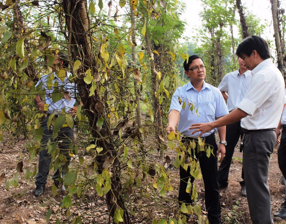 Lãnh đạo huyện Bù Đốp (tỉnh Bình Phước) khảo sát vùng hồ tiêu bị bệnh chết nhanh. (Ảnh: Dương Chí Tưởng/TTXVN)