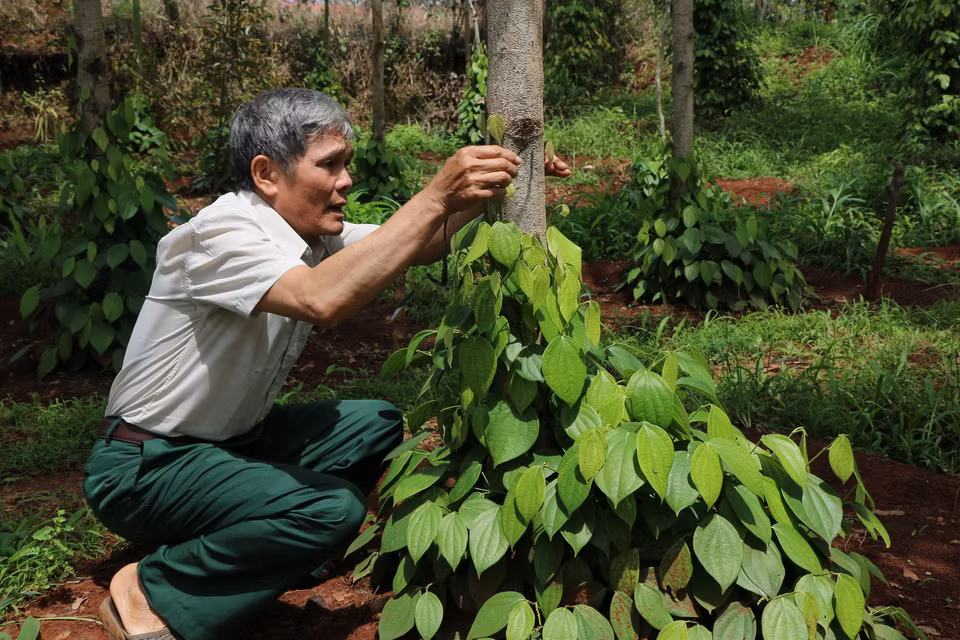  Người trồng hồ tiêu ở thủ phủ Bình Phước khốn đốn vì tiêu chết hàng loạt.(Ảnh: Dương Chí Tưởng/TTXVN)