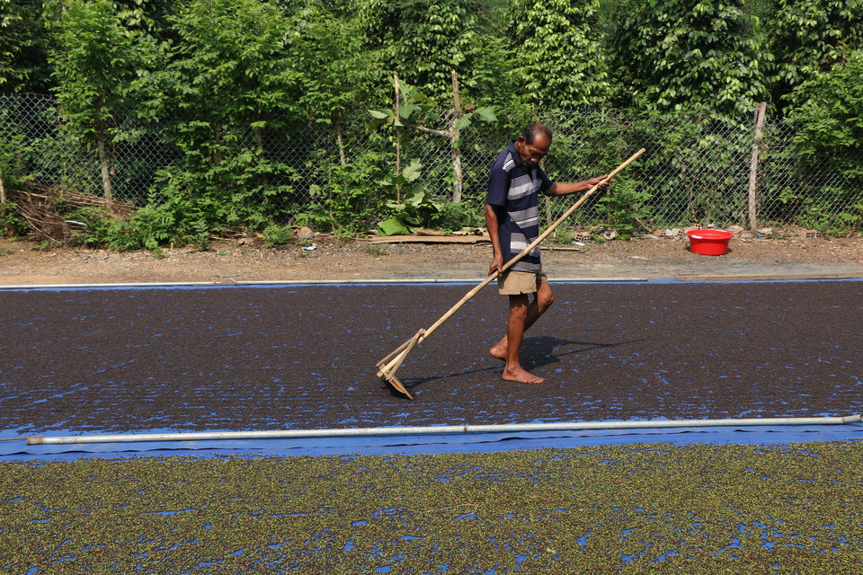 Phơi hồ tiêu sau khi thu hoạch ở thủ phủ Bình Phước. (Ảnh: Dương Chí Tưởng/TTXVN)