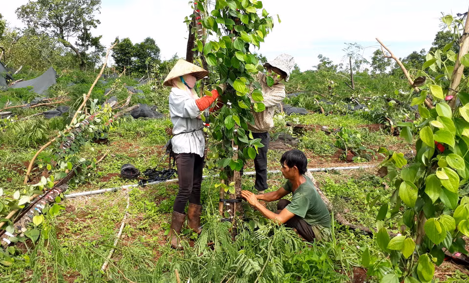 Anh Đỗ Đình Hưng ở Ấp Sóc Bưng, xã Thanh Phú, thị xã Bình Long (tỉnh Bình Phước) bị thiệt hại 1.600 trụ tiêu do lốc xoáy tàn phá. (Ảnh: Dương Chí Tưởng/TTXVN)
