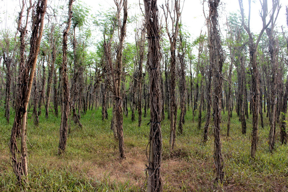Hồ tiêu chết nhanh lan rộng trên địa bàn trên địa bàn huyện Bù Đốp, tỉnh Bình Phước. (Ảnh: Dương Chí Tưởng/TTXVN)