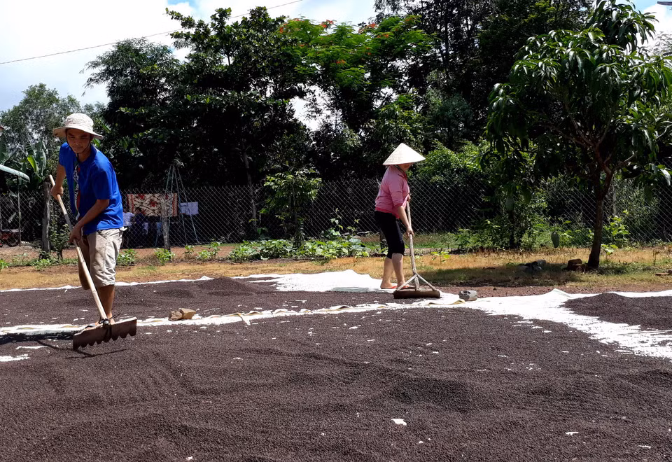 Người dân ấp Sóc Nê, xã Tân Tiến, huyên Bù Đốp (Bình Phước) phơi hạt tiêu sau thu hoạch. (Ảnh: Dương Chí Tưởng/TTXVN)