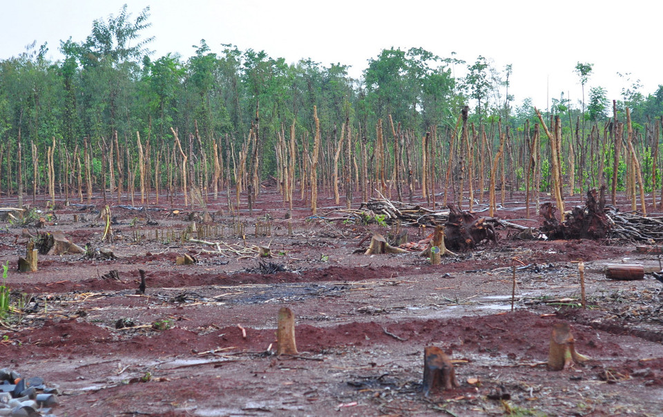 Vườn tiêu già cỗi mà gia đình ông Đặng Quang Hải đã chặt bỏ, gom rễ bán cho thương lái. (Ảnh: Công Phong/TTXVN)