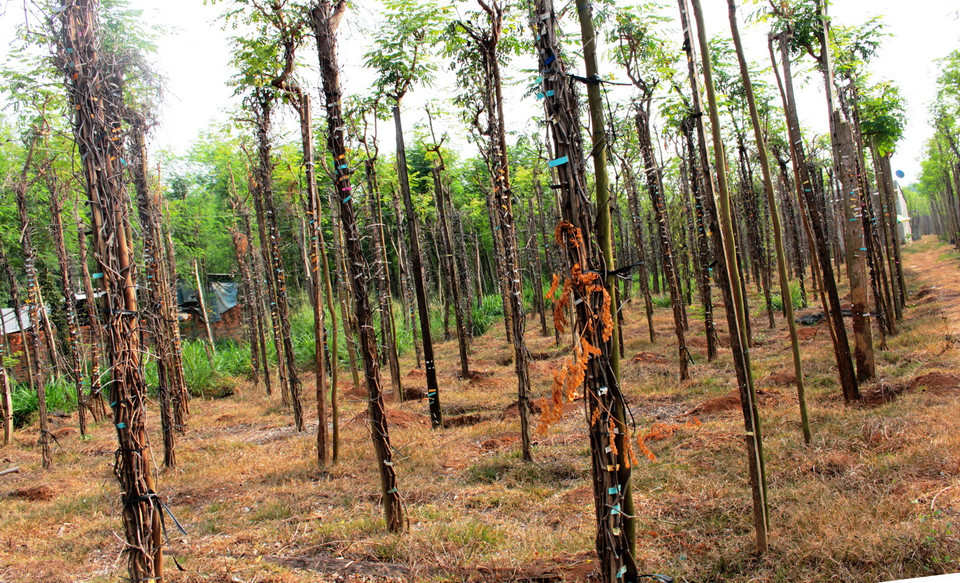 Hồ tiêu chết nhanh lan rộng trên địa bàn trên địa bàn huyện Bù Đốp, tỉnh Bình Phước. (Ảnh: Dương Chí Tưởng/TTXVN)