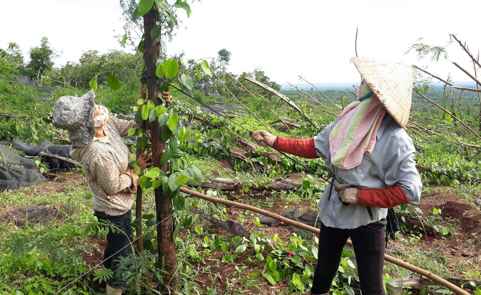  Anh Đỗ Đình Hưng ở Ấp Sóc Bưng, xã Thanh Phú, thị xã Bình Long (tỉnh Bình Phước) bị thiệt hại 1.600 trụ tiêu do lốc xoáy tàn phá. (Ảnh: Dương Chí Tưởng/TTXVN)