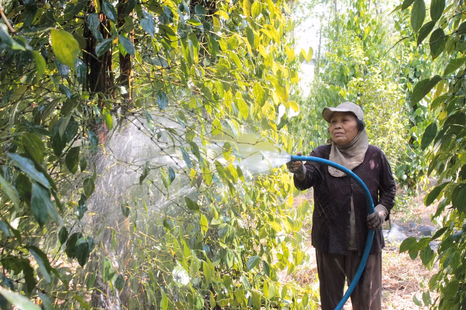 Chăm sóc hồ tiêu ở thủ phủ Bình Phước. (Ảnh: Dương Chí Tưởng/TTXVN)