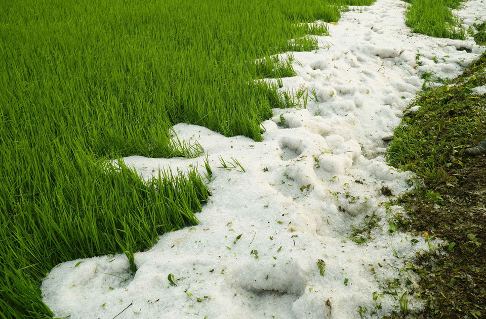 Mưa đá phủ trắng bờ ruộng ở xã Hua Thanh, huyện Điện Biên. (Ảnh: Xuân Tư/TTXVN)