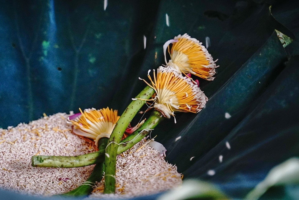 Gạo sen (hay còn gọi là gạo hoa sen) là bộ phận nằm trên bông hoa sen, phần có màu trắng, nhìn giống hạt gạo, nằm trên phần đầu của tua sen là nơi tập trung nhiều hương nhất của hoa sen, được ví như "túi thơm" của bông hoa sen. (Ảnh: Khánh Hòa/TTXVN)
