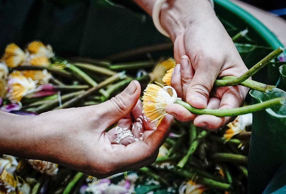 Để ra một cân trà ướp sen truyền thống cần đến 1.000-1.400 bông sen tươi, qua nhiều lần vào hương thời gian ra thành phẩm từ 15 – 21 ngày.