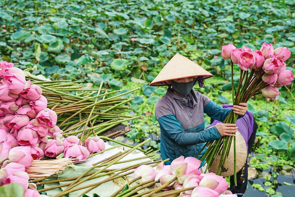 Hoa sen Bách Diệp để ướp trà phải được hái vào khoảng thời gian từ 4-5h sáng khi chưa có ánh nắng mặt trời, hoa còn ngậm đủ sương gió của đất trời, đúng độ hàm tiếu, hé miệng sáo, làn hương còn được phong kín bởi những cánh mỏng hồng tươi là thời điểm cho hương tốt nhất. (Ảnh: Khánh Hòa/TTXVN)