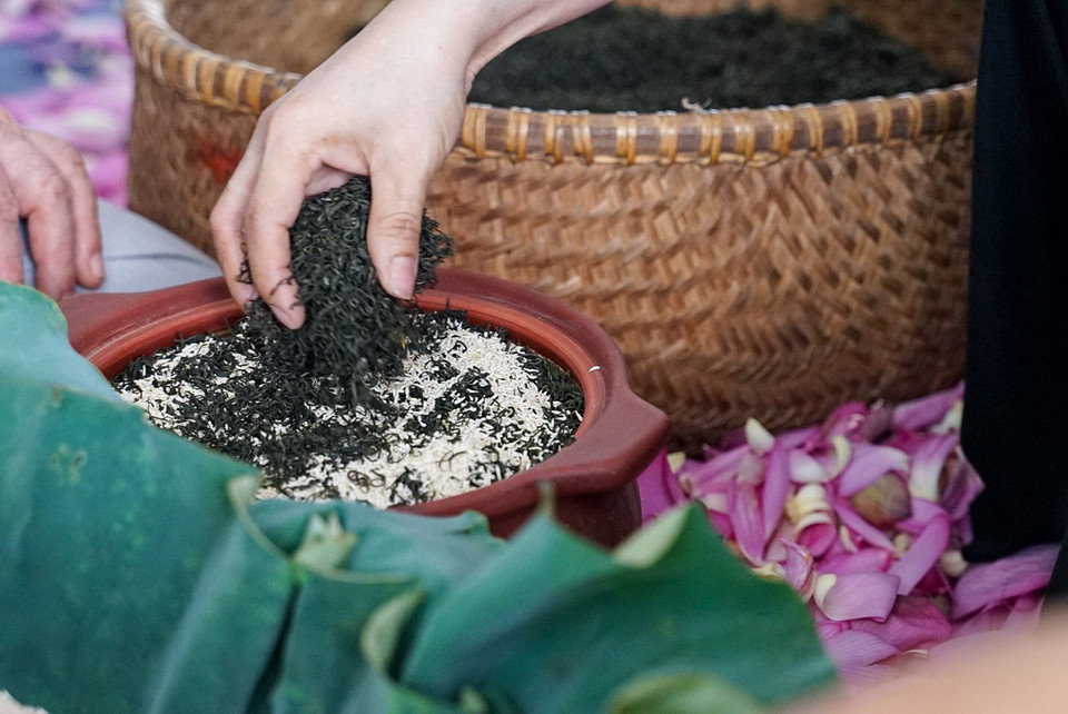 Trà để ướp sen phải là trà móc câu thượng hạng hợp với hương sen, tuỳ mỗi nhà ướp sẽ chọn ở các vùng nguyên liệu khác nhau, chủ yếu là trà khô chất lượng cao của Thái Nguyên, Hà Giang hoặc Phú Thọ. (Ảnh: Khánh Hòa/TTXVN)