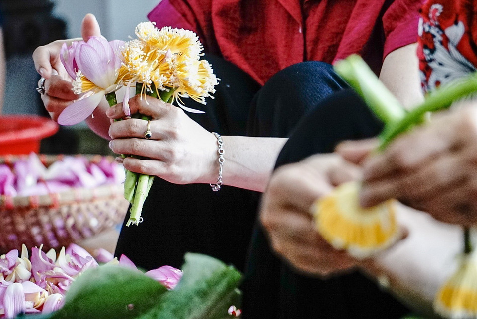 Công đoạn lấy gạo sen được coi là khó nhất trong các bước làm trà sen đòi hỏi người nghệ nhân phải nhanh tay, khéo léo để hạt gạo không nát, bay mất hương thơm, giảm chất lượng của sản phẩm. (Ảnh: Khánh Hòa/TTXVN)