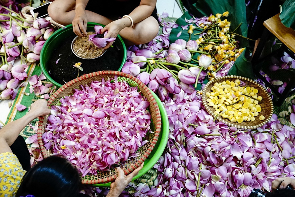 Cánh sen sau khi được tách cũng được sàng kỹ càng để chắt lọc những hạt gạo sen còn sót lại. (Ảnh: Khánh Hòa/TTXVN)